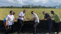 Padi Biosalin Jadi Senjata Baru Petani Mesuji Lawan Lahan Payau