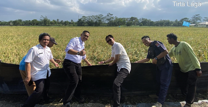 Padi Biosalin Jadi Senjata Baru Petani Mesuji Lawan Lahan Payau